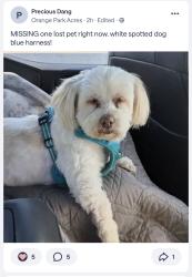 Lost Male Dog last seen OPA, Orange, CA 92869