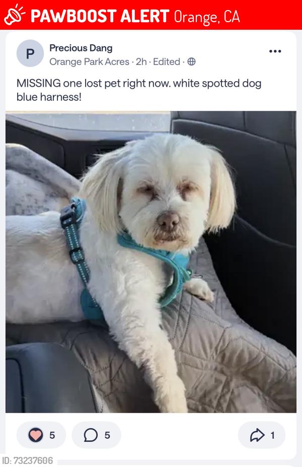 Lost Male Dog last seen OPA, Orange, CA 92869