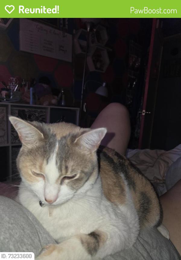 Reunited Female Cat last seen Near Hilkers egg ranch, Lakeside, CA 92040