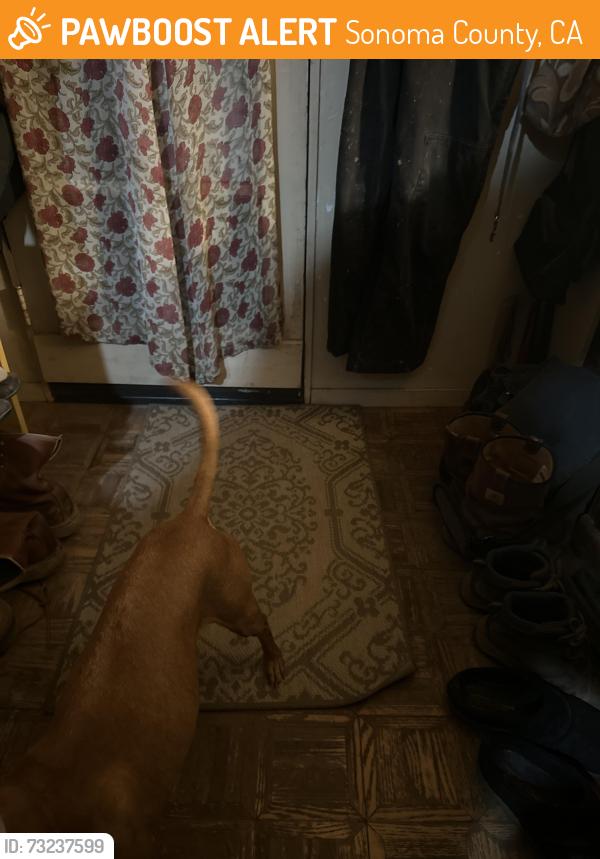 Found/Stray Male Dog last seen Near and vine hill rd, Sonoma County, CA 95472