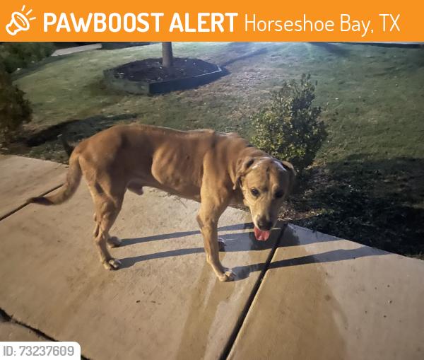 Found/Stray Male Dog last seen Woodlake prkwy/ Binz Engelman, Horseshoe Bay, TX 78657
