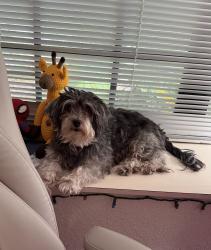 Lost Female Dog last seen Audubon Park, Homestead, FL 33035