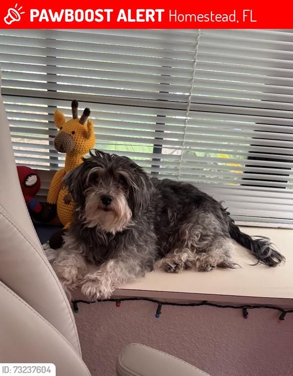 Lost Female Dog last seen Audubon Park, Homestead, FL 33035
