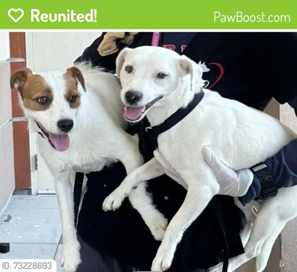 Reunited Unknown Dog last seen Humane way, Pomona, CA 91766