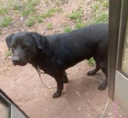 Reunited Male Dog last seen Mountain creek church rd taylors, Taylors, SC 29687