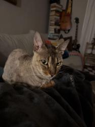 Reunited Unknown Cat last seen 47th street and Adeleine, Emeryville, CA 94608