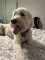 Reunited Male Dog last seen Palaco Grande pkwy and SE 16th PL, Cape Coral, FL 33904