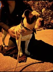 Reunited Female Dog last seen Carmel Ave, El Granada, CA 94018, USA, El Granada, CA 94018