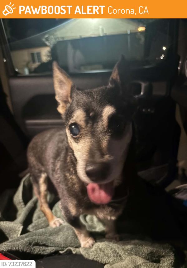 Found/Stray Male Dog last seen Border & Brentwood CORONA CA, Corona, CA 92882