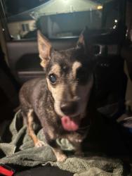 Found/Stray Male Dog last seen Border & Brentwood CORONA CA, Corona, CA 92882