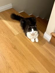 Reunited Male Cat last seen Fern Glen and La Jolla Blvd, San Diego, CA 92037