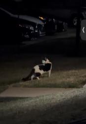 Found/Stray Unknown Cat last seen Poast oak apmts, Norman, OK 73072