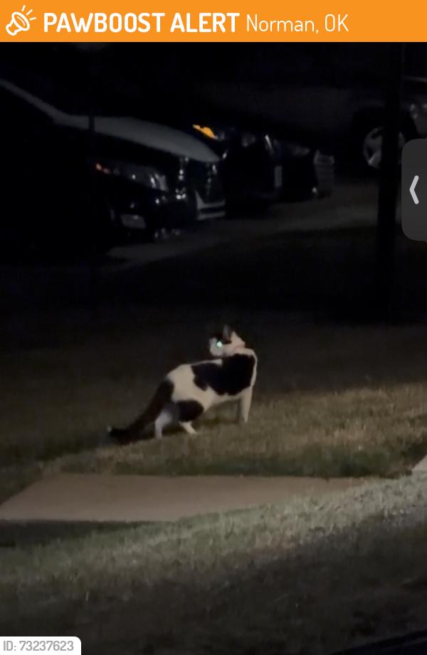 Found/Stray Unknown Cat last seen Poast oak apmts, Norman, OK 73072