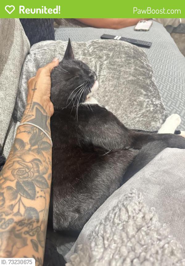 Reunited Male Cat last seen Near links Laindon, Laindon, England 