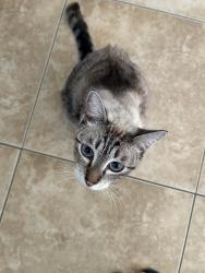 Reunited Female Cat last seen Near Cudahy St, Huntington Park, CA 90255