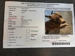 Found/Stray Male Dog last seen Nebraska avenue, Los Angeles, CA 90025