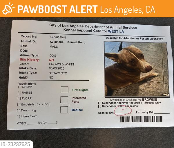 Found/Stray Male Dog last seen Nebraska avenue, Los Angeles, CA 90025