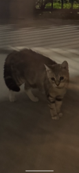 Found/Stray Unknown Cat last seen Oakville apmts, Austin, TX 78729
