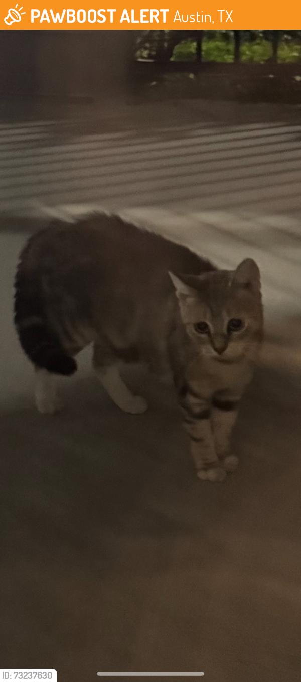 Found/Stray Unknown Cat last seen Oakville apmts, Austin, TX 78729