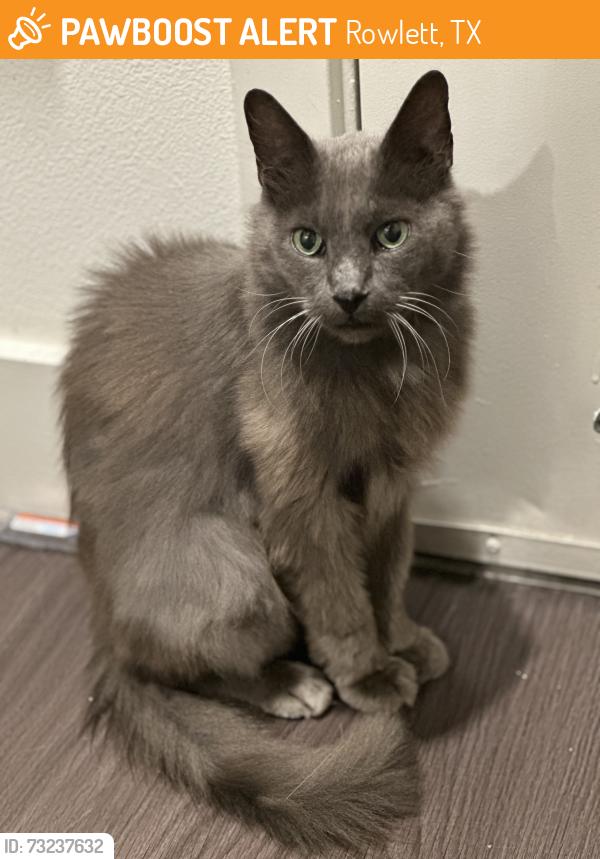 Found/Stray Unknown Cat last seen Near Main St. in Rowlett, Rowlett, TX 75088
