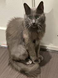 Found/Stray Unknown Cat last seen Near Main St. in Rowlett, Rowlett, TX 75088