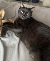 Lost Female Cat last seen Meridian and victory are the main roads but we are not super close to them, Meridian, ID 83642