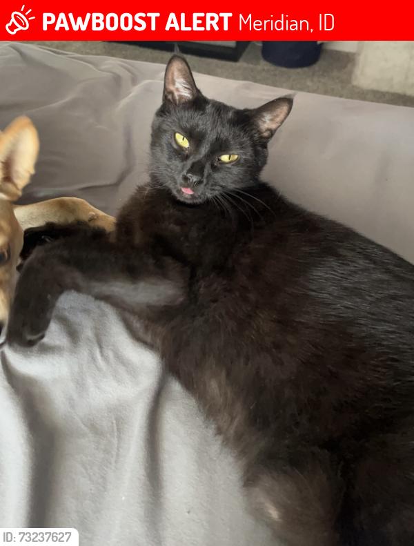 Lost Female Cat last seen Meridian and victory are the main roads but we are not super close to them, Meridian, ID 83642