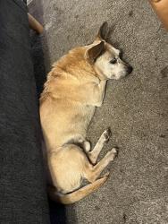 Found/Stray Male Dog last seen First and Shields, Fresno, CA 93726