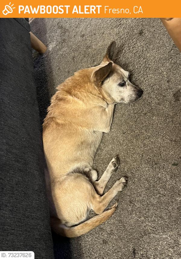 Found/Stray Male Dog last seen First and Shields, Fresno, CA 93726
