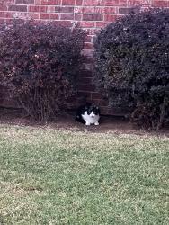 Found/Stray Unknown Cat last seen Right by the vue apmts laurel drive neighborhood, Norman, OK 73019