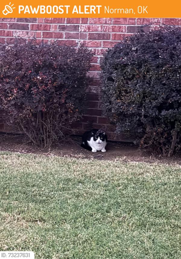 Found/Stray Unknown Cat last seen Right by the vue apmts laurel drive neighborhood, Norman, OK 73019