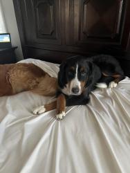 Lost Female Dog last seen Main Street and Drexel, Bexley, OH 43209