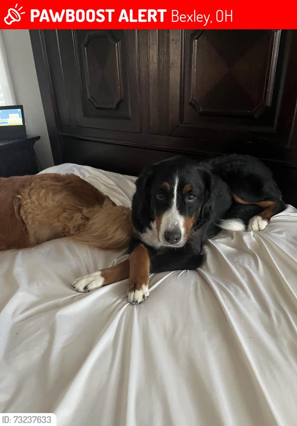 Lost Female Dog last seen Main Street and Drexel, Bexley, OH 43209