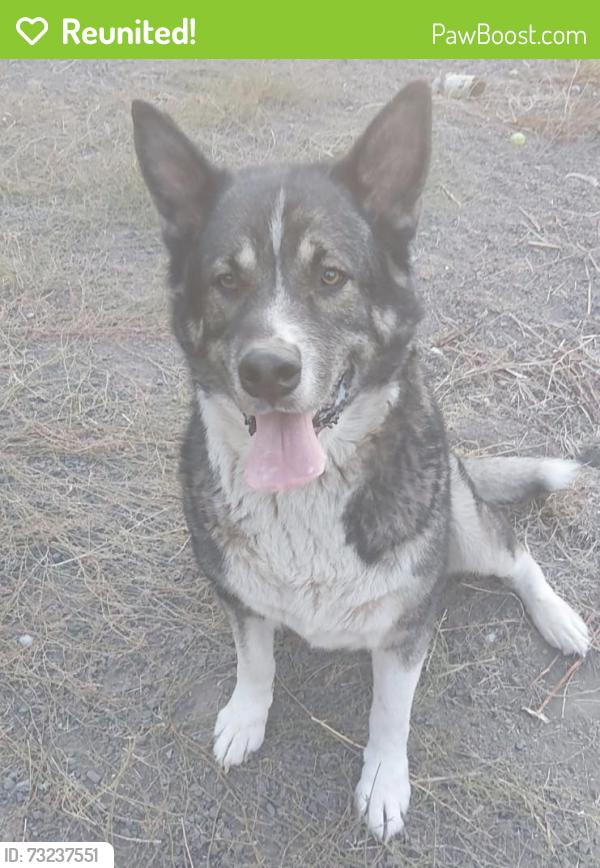 Reunited Male Dog last seen Kirk Rd, Washington 98382, USA, Clallam County, WA 98382
