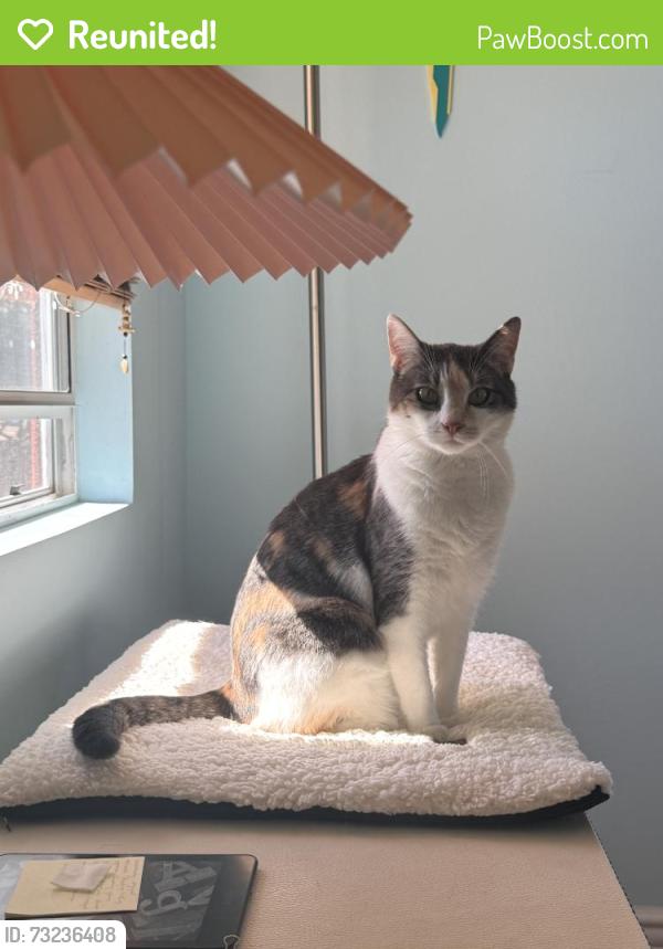 Reunited Female Cat last seen Near Endless Vista, Aliso Viejo, CA 92656, USA, Aliso Viejo, CA 92656