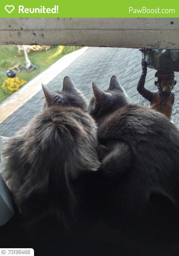 Reunited Female Cat last seen 8th & I. street. area, Eureka, CA 95501