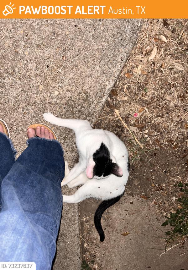 Found/Stray Unknown Cat last seen Stassney, Austin, TX 78745
