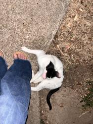 Found/Stray Unknown Cat last seen Stassney, Austin, TX 78745