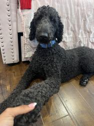 Reunited Male Dog last seen Corner of Jefferson and Omaha, Placentia, CA 92870