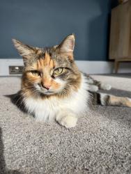 Lost Female Cat last seen Sandy Park Road, Brislington, England BS4 4JL