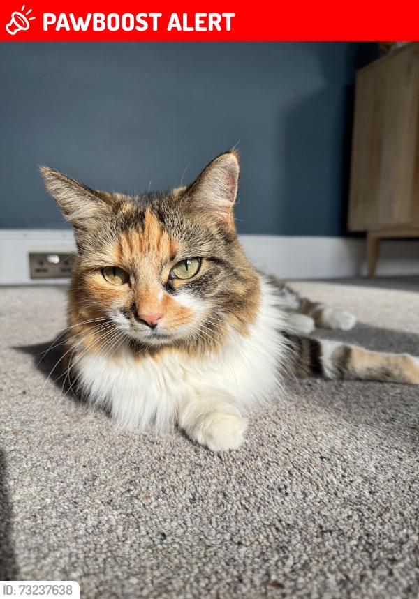 Lost Female Cat last seen Sandy Park Road, Brislington, England BS4 4JL