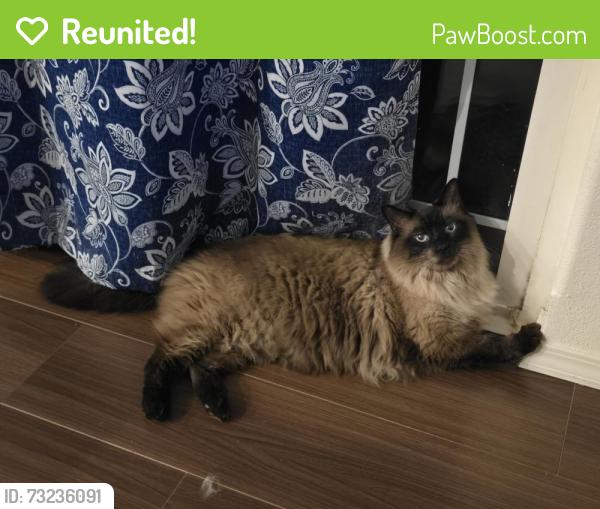 Reunited Male Cat last seen Merlee Circle / Diane Way in Eagle Point, OR, Eagle Point, OR 97524
