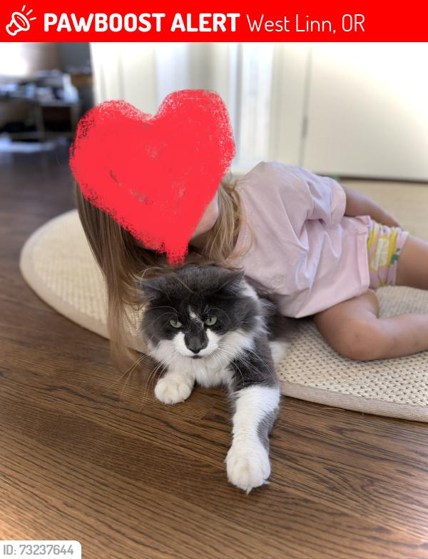 Lost Male Cat last seen Oppenlander Field, West Linn, OR 97068