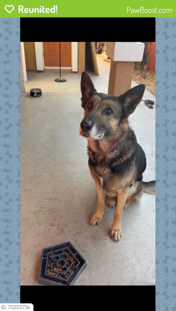 Reunited Female Dog last seen Del pasó heights, Sacramento, CA 95838