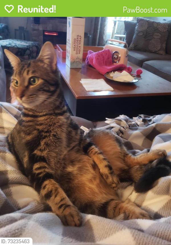 Reunited Male Cat last seen Stonehand, Citrus Heights, CA 95621