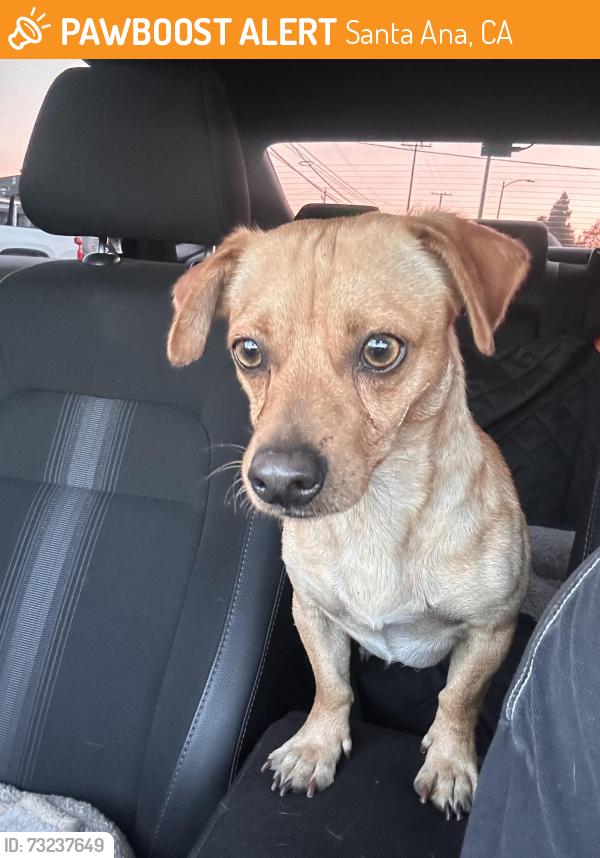 Found/Stray Male Dog last seen S Birch & W Pomona, Santa Ana, CA 92707