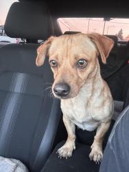 Found/Stray Male Dog last seen S Birch & W Pomona, Santa Ana, CA 92707