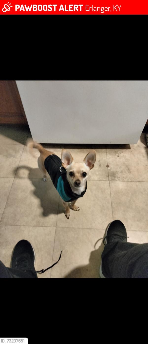 Lost Male Dog last seen Stevenson and Thomas, Erlanger, KY 41018