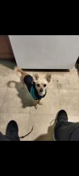 Lost Male Dog last seen Stevenson and Thomas, Erlanger, KY 41018