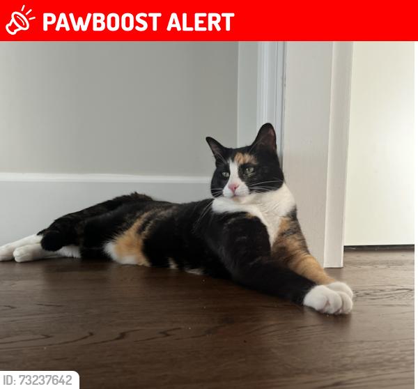 Lost Female Cat last seen St.Georges Avenue, Braemar Road, St.Mary's Avenue, St.Pauls Avenue, North Vancouver, BC V7N 1W7